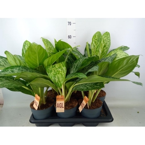 Aglaonema   ...