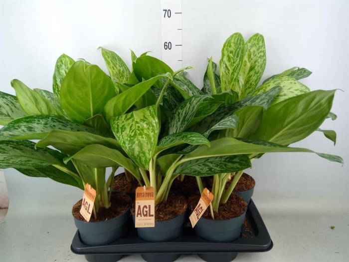 <h4>Aglaonema   ...</h4>