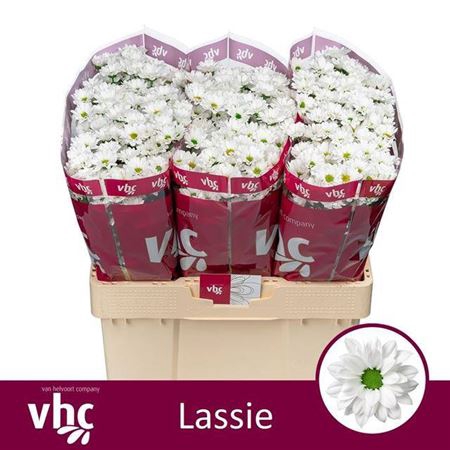 <h4>Chr S Aaa Lassie</h4>