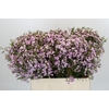 Chamelaucium Dancing Queen