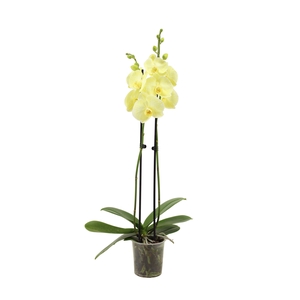 Phal I Am Yellow 2T14+