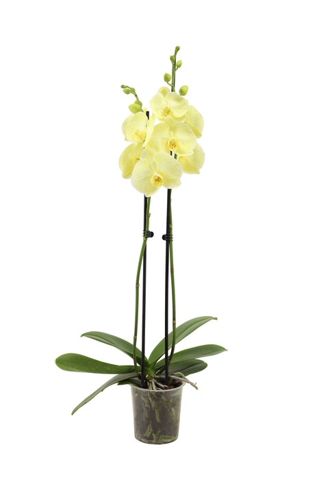 <h4>Phal I Am Yellow 2T14+</h4>