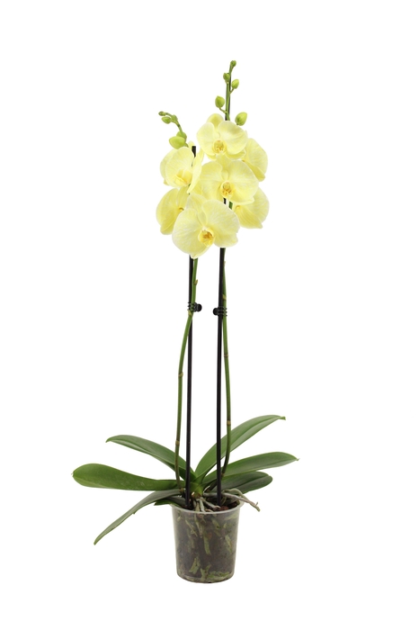 <h4>Phal I Am Yellow 2T14+</h4>