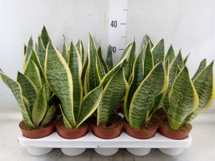 <h4>Sansevieria trifa. 'Futura Superba'</h4>
