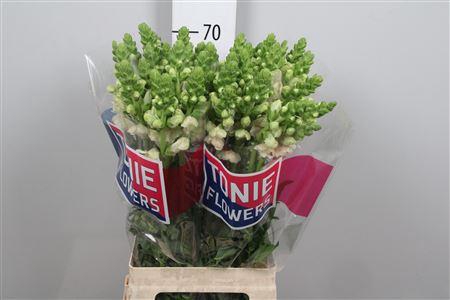 <h4>Antir Maryland Pink</h4>