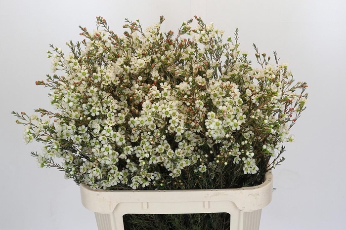 <h4>Chamelaucium Sirius</h4>