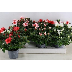 RHODO SI GEM