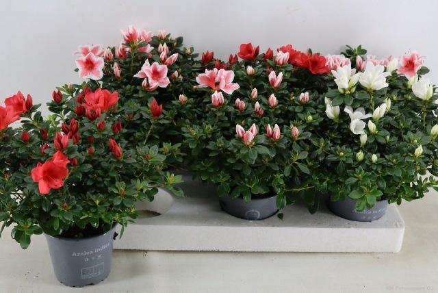 <h4>RHODO SI GEM</h4>