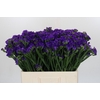 Limonium sinuatum Navy Sun Birds
