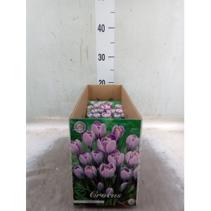 Crocus   ...flowerbulbs