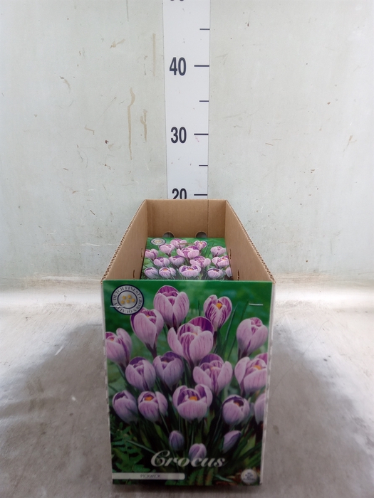 <h4>Crocus   ...flowerbulbs</h4>