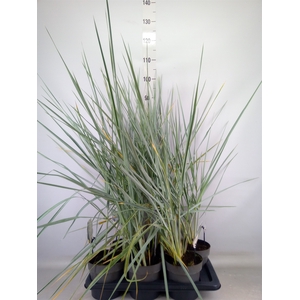Leymus arenarius