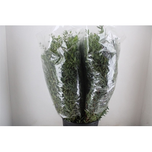 Euca Parvifolia 200gr P Bunch
