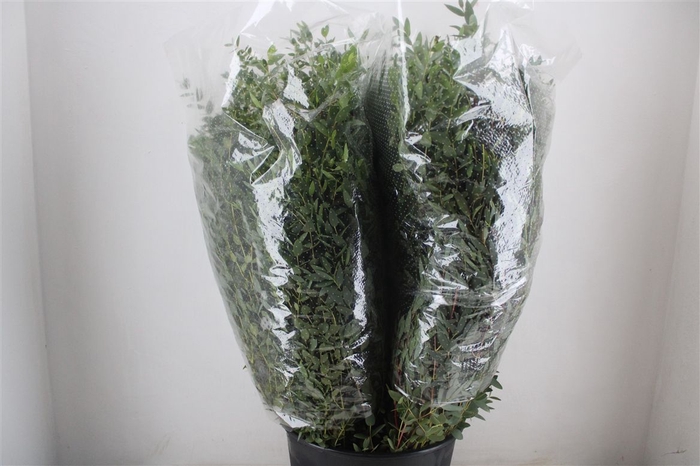 <h4>Euca Parvifolia 200gr P Bunch</h4>