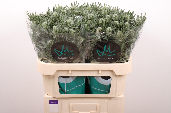 <h4>ERYN GEMINI QUESTAR</h4>