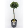 Ilex crenata Dark Green