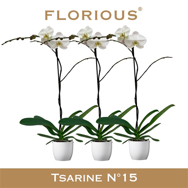 <h4>No15 Grandiflora 1 Tak Wit+Deco</h4>