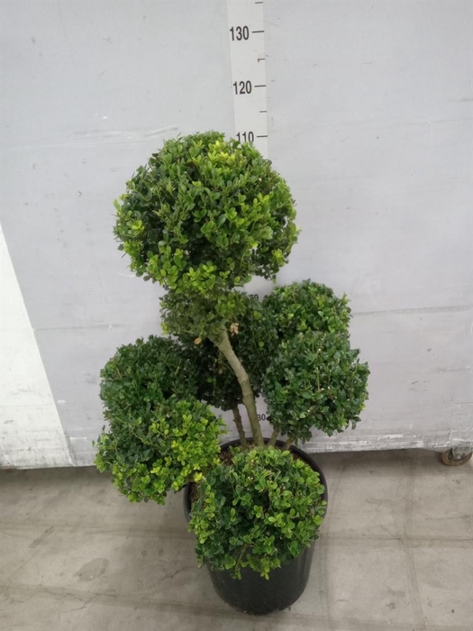 <h4>Ilex crenata</h4>