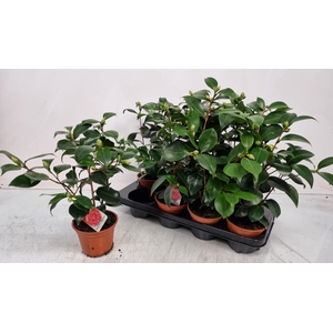 CAMELLIA JAPONICA