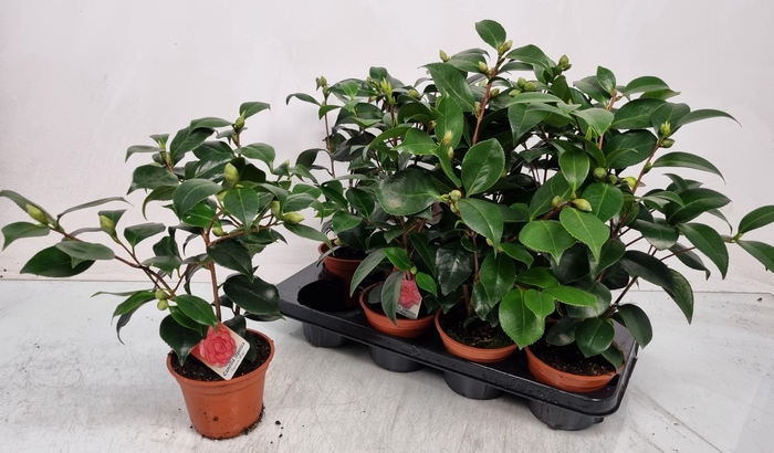 <h4>CAMELLIA JAPONICA</h4>