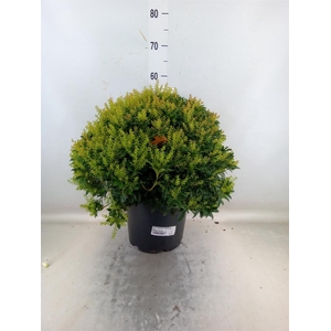 Pieris japonica 'Sarabande'