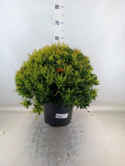 <h4>Pieris japonica 'Sarabande'</h4>