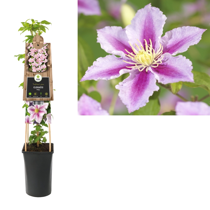Clematis 'Piilu' 3.0 label