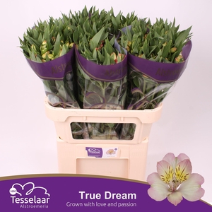 Alstroemeria True Dream