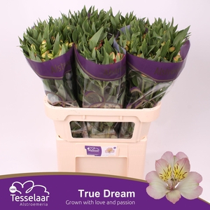 Alstroemeria True Dream