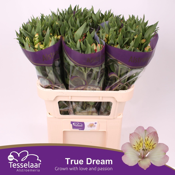 <h4>Alstroemeria True Dream</h4>