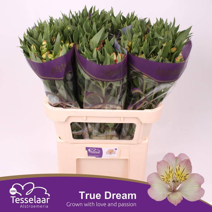 <h4>Alstroemeria True Dream</h4>