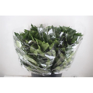 Hedera Berry 200gr P Bunch