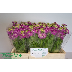 MATTH STOX DEEP ROSE