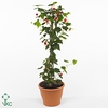 Abutilon Big Bell stam