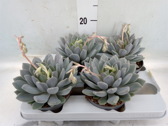 <h4>Pachyphytum  'Draco'</h4>