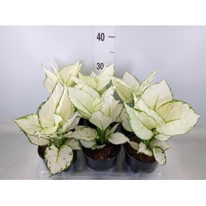 Aglaonema  'White Joy'