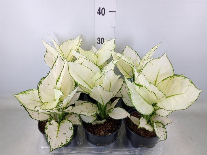<h4>Aglaonema  'White Joy'</h4>