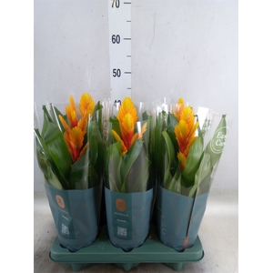 Vriesea  'Intenso Flame'
