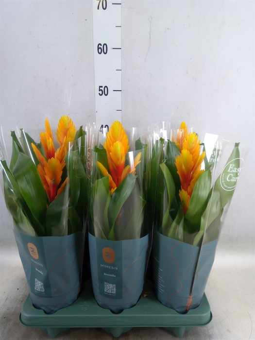 <h4>Vriesea  'Intenso Flame'</h4>