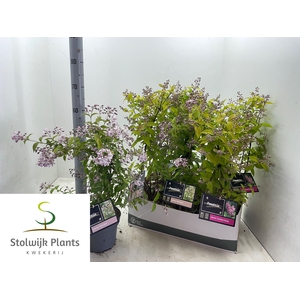 DEUTZIA OV