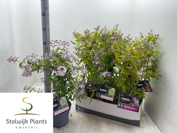 <h4>DEUTZIA OV</h4>