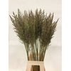 CALAMAGROSTIS BRACHY
