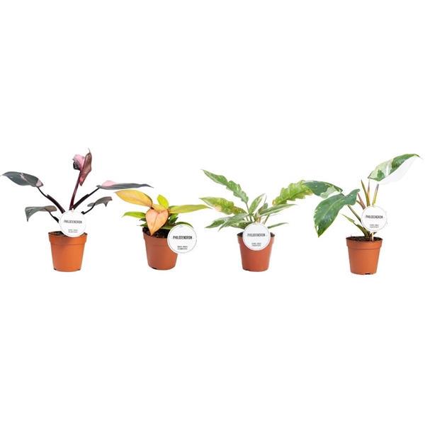 <h4>Philodendron Princess Mix</h4>