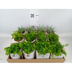 Arr.   Kamerplant Groen L%