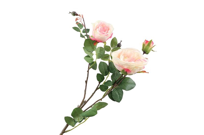 Rosa Pink Light