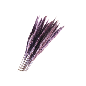 Pampas Fluffy Purple