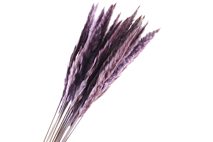 <h4>Pampas Fluffy Purple</h4>