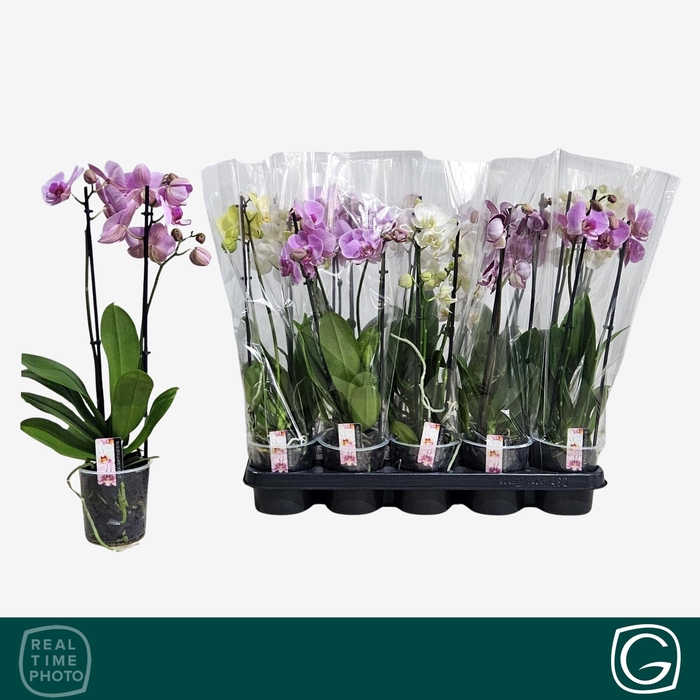 <h4>PHAL GEM 4 KL</h4>