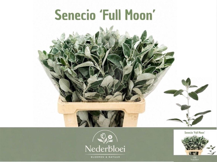 <h4>Jacobaea Full Moon</h4>