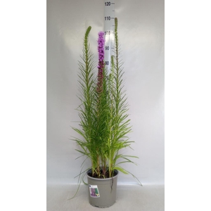 Liatris spicata